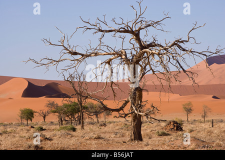 Afrika-Namibia-Namib Naukluft Düne Wüstensand Stockfoto