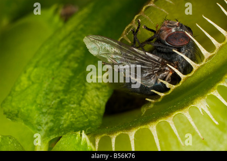 Eine Fliege gefangen in einer Venusfliegenfalle Stockfoto