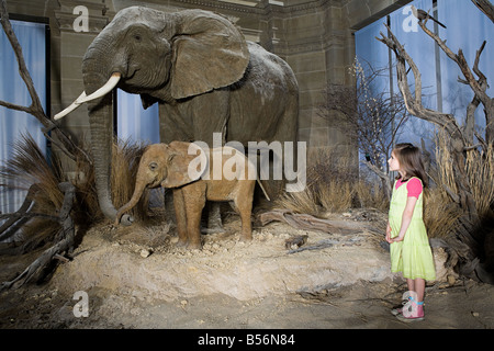 Mädchen Blick auf Elefanten in einem museum Stockfoto