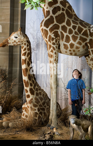 Junge stand unter einer giraffe Stockfoto