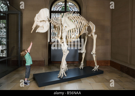 Junge Blick auf einem Elefanten-Skelett Stockfoto