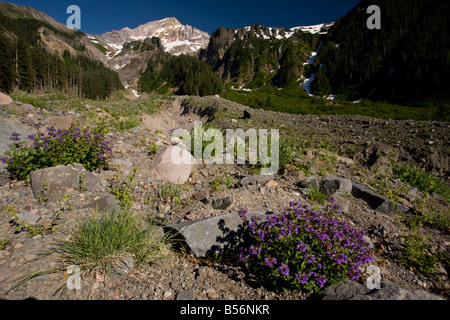 Lawinen- und Morraine Bereich mit Penstemon Euglaucus auf der Westseite des Mount Hood, Oregon Stockfoto