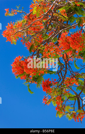 Flamboyant Baum auf den Seychellen Stockfoto