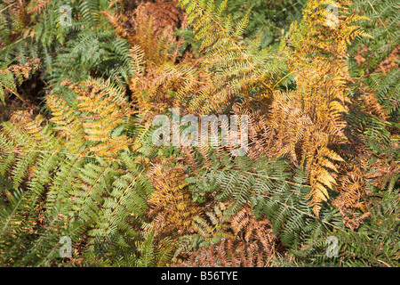 Herbstfarben im Bracken auf Heideland Suffolk Sandlings in der Nähe von Shottisham Suffolk England Stockfoto