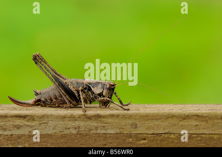 Dunkle Bush Cricket - Platycleis Verbreitungsgebiet Stockfoto
