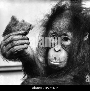 Suka, der 13 Monate alte Orang Utan Baby, störte nicht sehr viel über Banane Shortge, Wacks in um ein Stück Brot in Blackurrent Marmelade erstickt. Genau wie ein Kind. August 1972; P004114 Stockfoto
