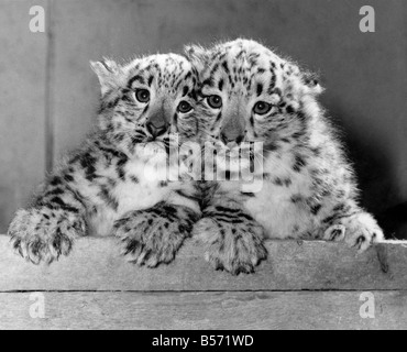 Das arktische Wetter ist kein Witz - auch diese zwei Schneeleoparden sind mit zum Kuscheln, um warm zu halten. Aber jungen Eva und Becker, die letzten Eingänge Marham Zoo in Hampshire, Hinzufügen einer zusätzlichen Nip in die Luft mit ihren gestochen scharfen Zähnen. ; Februar 1986; P004189 Stockfoto