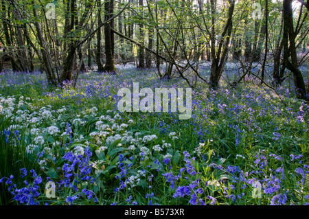 Englisch (allgemein) Blubells und Bärlauch (wilder Knoblauch) Teppich den Wald nahe dem Dorf von nahe Sawrey im Lake District Stockfoto