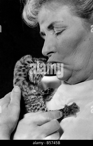 Sie war "Erziehung" zu gehen, aber mit der Aufzucht steckengeblieben. Hausfrau Frau Helena Farra musste ihr Aufenthalt im zweiten Jahr in Folge zu annullieren. Der Grund ist, dass sie die Frau des Inhabers Colchester Zoo und nun verbringt ihre Tage und Nächte Fütterung zwei Royal Bengal Tiger Cubs, ñTankî und ñSirenî, die 24 Tage alt sind. Auch ein Leopard Cub ist nur 4 Stunden alt und die Bilder mit den zweiten Feed seines Lebens Stockfoto