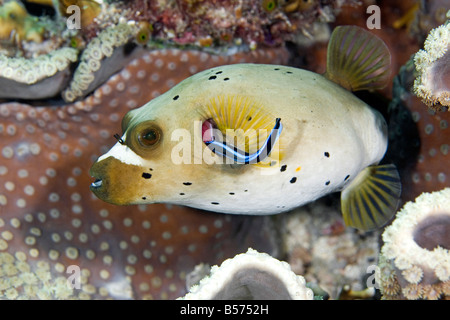 Black Spotted Kugelfisch, Arothron Nigropunctatus, nachdem seine Kiemen gereinigt durch eine Blue Streak Cleaner Wrasse, Labroides dimidiatus Stockfoto