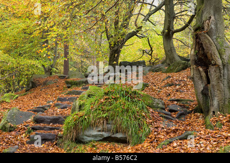 Hebden Dale Wald im Herbst in der Nähe von Hebden Bridge Stockfoto