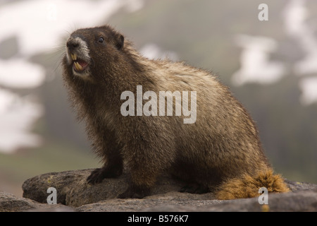 Hoary Marmot Marmota Caligata auf Mount Rainier Cascade Mountains Washington Stockfoto