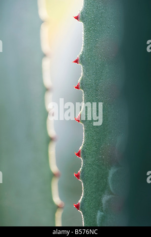 Agave Americana.  Jahrhundertpflanze Blatt Stacheln abstrakt Stockfoto