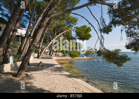 Die Pine Walk am Hafen von Pollensa, Mallorca, Spanien. Stockfoto
