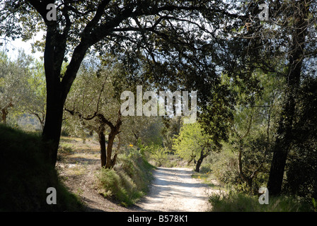 verfolgen Sie durch Bäume, Comtat, Provinz Alicante, Comunidad Valenciana, Sierra de Serrella, Spanien Stockfoto