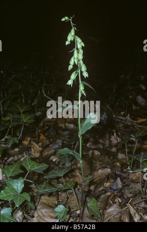 Grüne Blumen Helleborine Epipactis Phyllanthes blühende Pflanze im tiefen Wald Schatten Kent Stockfoto