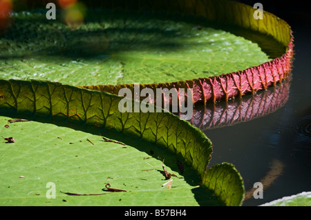 Kanapaha Gärten Gainesville Florida riesigen Victoria-Seerose Stockfoto