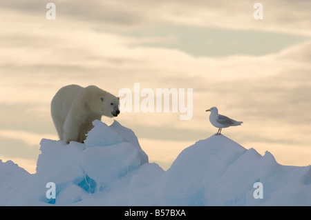 Junge männliche Eisbären am Rande Scholle mit Arctic Sea Gull Lancaster Sound Nunavut Kanada Arktis Stockfoto