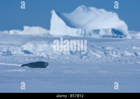 Ringelrobbe Welpen versteckt ca. 2 Monate alte, die jungen Robben in Hohlräume Höhlen entstehen, unter dem Schnee auf dem Meereis diese junge pu Stockfoto