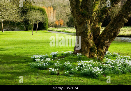 Schneeglöckchen, Galanthus Nivalis wächst am Fuße eines Baumes in den Rasen von Heale Gärten, Wiltshire, England, UK. Stockfoto