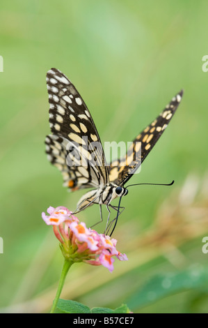 Papilio Demoleus. Kalk-Schmetterling Fütterung auf Lantana Blumen in der indischen Landschaft. Andhra Pradesh, Indien Stockfoto