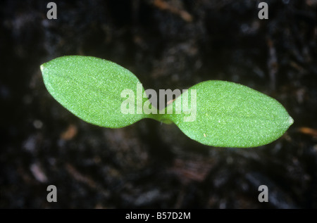 Vogelmiere Stellaria Media Sämling Keimblätter nur Stockfoto