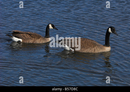 Kanadagans Branta Canadensis zwei auf dem Wasser in Esquimalt Lagune Victoria Vancouver Island BC im April Stockfoto