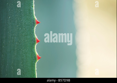 Agave Americana.  Jahrhundertpflanze Blatt Stacheln abstrakt Stockfoto