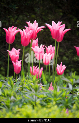 Rosa Tulpen vor einem dunklen Hedge-Hintergrund Stockfoto