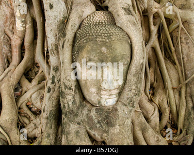 Buddha-Kopf verschlungen in Wurzeln im Wat Phra Mahathat in Ayutthaya Thailand Stockfoto