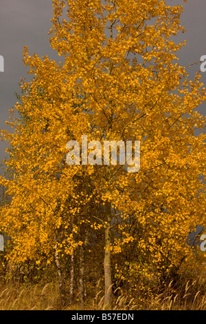 Espe Populus Tremula im Herbst Farbe Gurghiulu Berge Herbst Rumänien Stockfoto