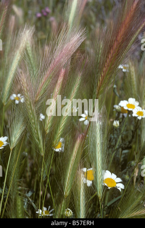 Wand-Gerste-Hordeum Murinum Ohren mit Kamille, Spanien Stockfoto