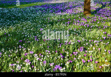 Schneeglöckchen, Galanthus Nivalis und Violette Krokusse wachsen im Garten Rasen im zeitigen Frühjahr Stockfoto