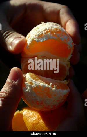 Nahaufnahme Detail der geschälte Mandarine Stockfoto