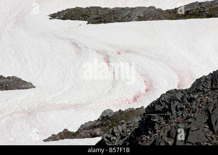 Red Snow oder Wassermelone Schnee verursacht durch einzellige Algen Chlamydomonas Nivalis auf Mount Rainier Cascade Mountains Washington Stockfoto