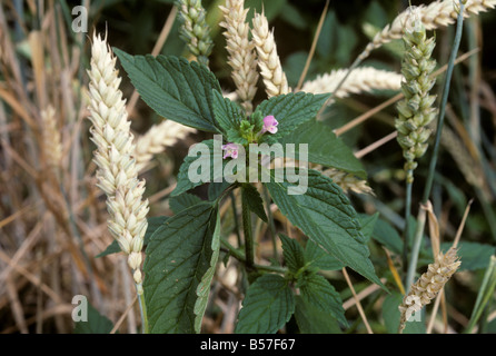 Uvula oder Splitlip Hanf Brennnessel Galeopsis Bifida blühende Pflanze Stockfoto