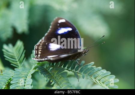 Hypolimnas Bolina. Große Eggfly Schmetterling in der indischen Landschaft. Andhra Pradesh, Indien Stockfoto