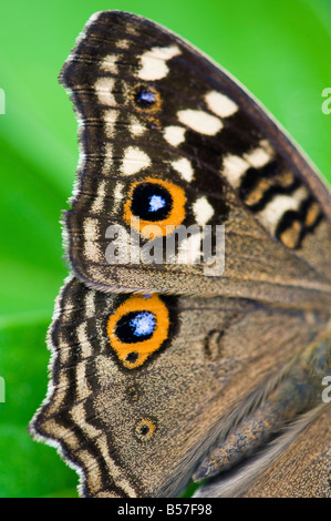 Zitrone Stiefmütterchen Schmetterling Flügel abstrakt. Andhra Pradesh, Indien Stockfoto