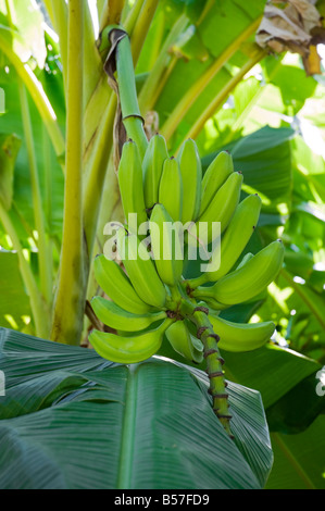 Frucht von der Banane Hybrid- oder Sorte Orinoco Musa Acuminata x M balbisiana Stockfoto