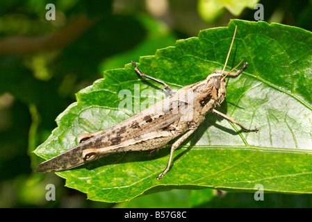 Schistocerca Vaga Gray Bird Grasshopper Weslaco Texas Vereinigte Staaten 15 November Erwachsenen Orthopteren Feldheuschrecken Stockfoto