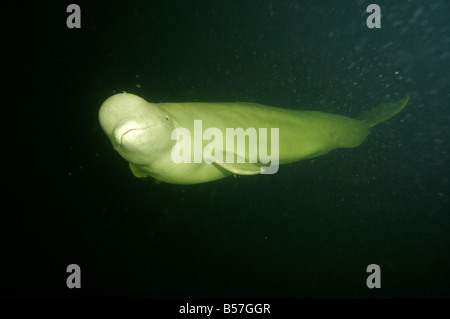 Beluga, Weißwal (Delphinapterus Leucas) im Weißen Meer, Russland Stockfoto