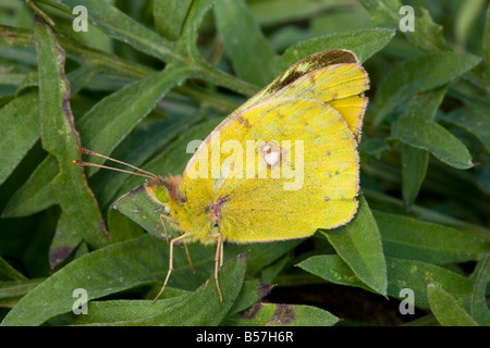 Gelben Schmetterling Colias Crocea Colias Croceus Herbst Rumänien getrübt Stockfoto