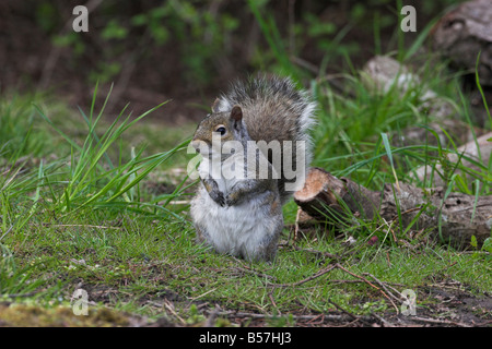 Östliche graue Eichhörnchen Sciurus Carolinensis ängstlich aufrecht sitzend auf Boden in Saanich Victoria Vancouver Island BC Stockfoto