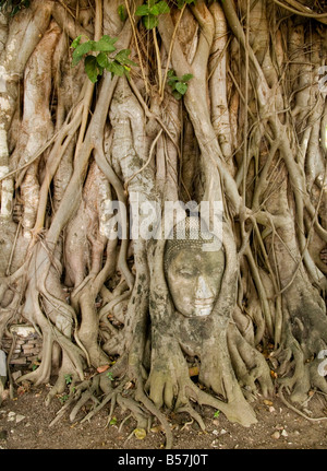 Buddha-Kopf verschlungen in Wurzeln im Wat Phra Mahathat in Ayutthaya Thailand Stockfoto