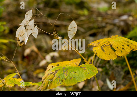 Mehrjährige Ehrlichkeit Lunaria Rediviva Herbstfärbung Frucht Rumänien Stockfoto