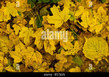 Laub von Feld Ahorn Acer Campestre Hazel Corylus Avellana u.a. im Herbst Rumänien Stockfoto