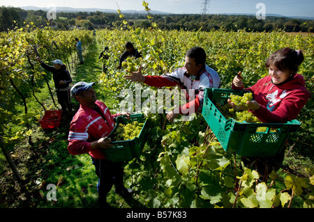 Rumänische Arbeiter Ernte der Trauben Ernte in einem englischen Weinberg in Sussex. Stockfoto