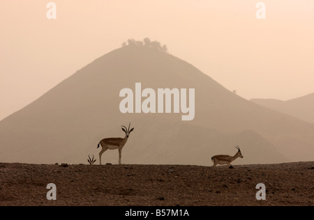 Sand oder Goitered Gazelle Gazella Subgutturosa Sir Bani Yas Island privaten Wildreservat am Persischen Golf in der Nähe von Abu Dhabi Stockfoto