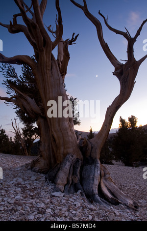 Patriarch Grove, Bristlecone Pine Forest, White Mountains Stockfoto