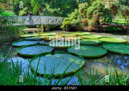 Kanapaha Gärten Gainesville Florida riesigen Victoria Wasser Platter Seerose Stockfoto